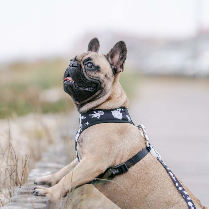 Dashi mīkstie NeoMesh iemaukti suņiem ASTRONAUT, L