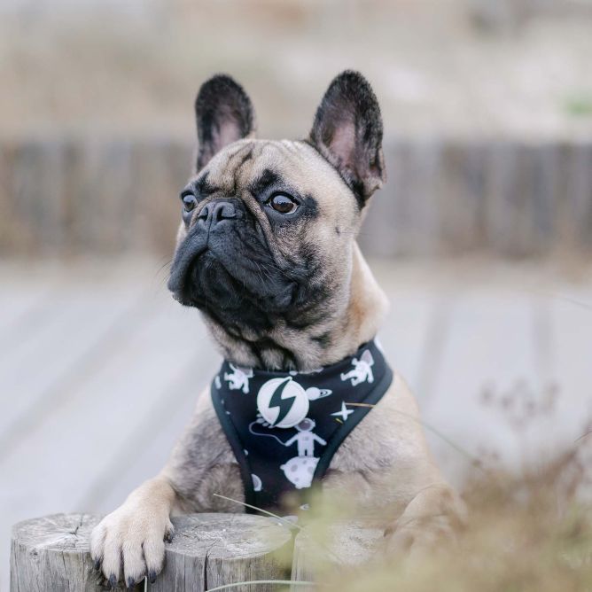 Dashi mīkstie NeoMesh iemaukti suņiem ASTRONAUT, L