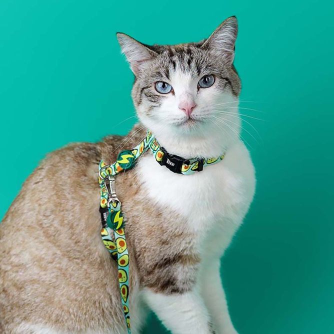 Iemaukti ar pavadu kaķiem AVOCADO