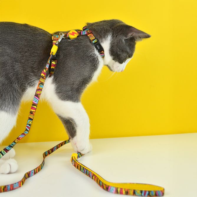 Iemaukti un pavada kaķiem BOOM