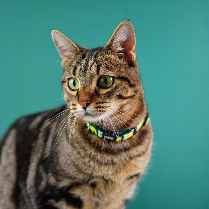 Kaklasiksna kaķiem AVOCADO