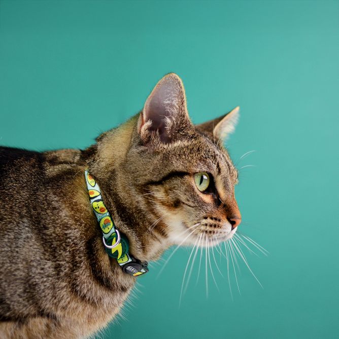 Kaklasiksna kaķiem AVOCADO