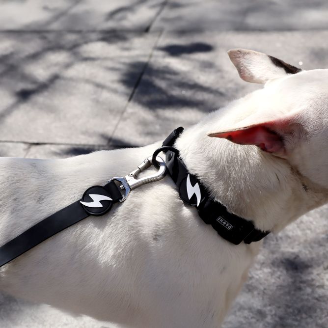 Kaklasiksna suņiem COLORFLEX, melna, M