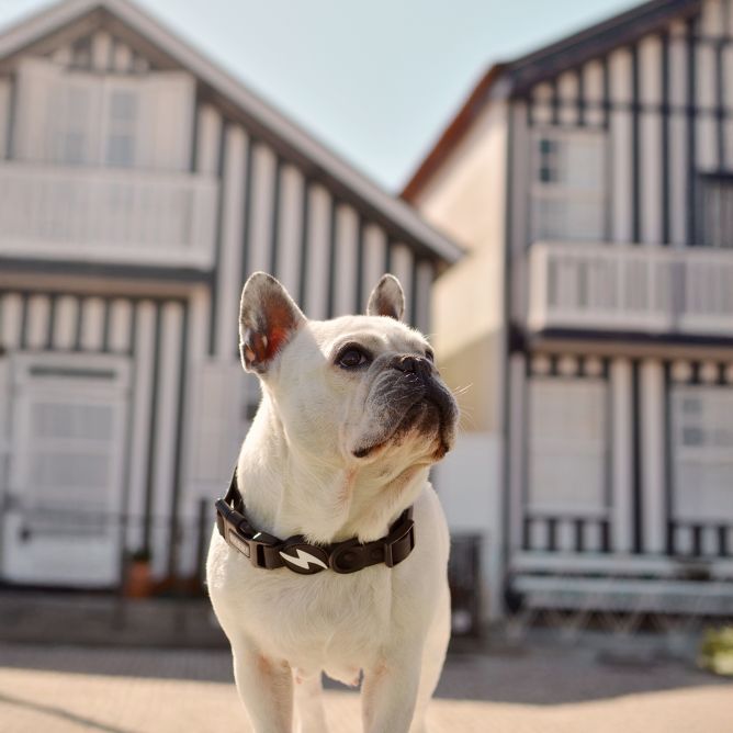 Kaklasiksna suņiem COLORFLEX, melna, S