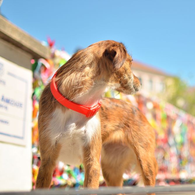 Kaklasiksna suņiem COLORFLEX, sarkana, M