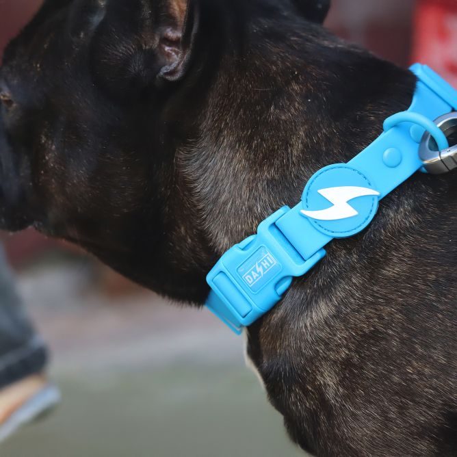 Kaklasiksna suņiem COLORFLEX, zila, M