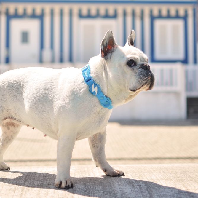 Kaklasiksna suņiem COLORFLEX, zila, XS