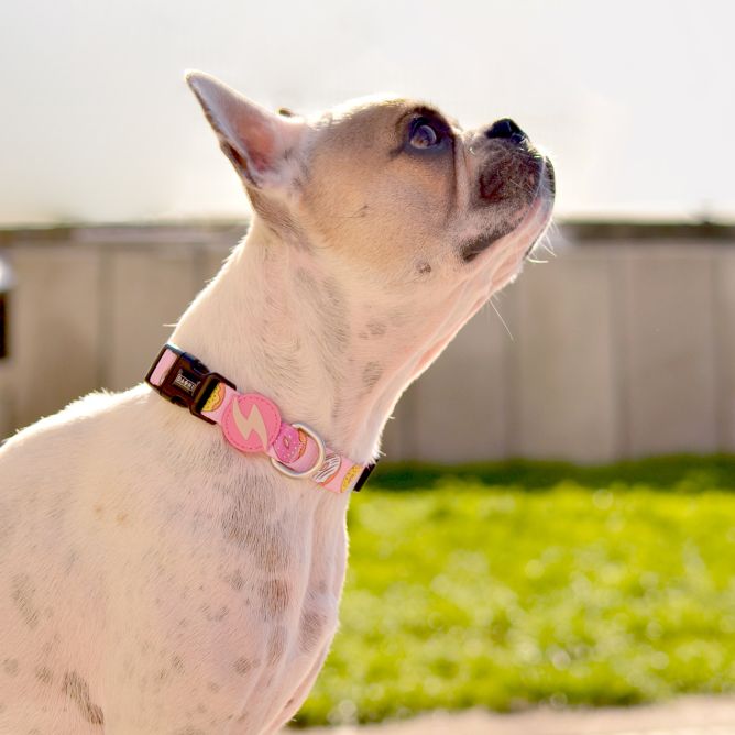 Kaklasiksna suņiem DONUT, M