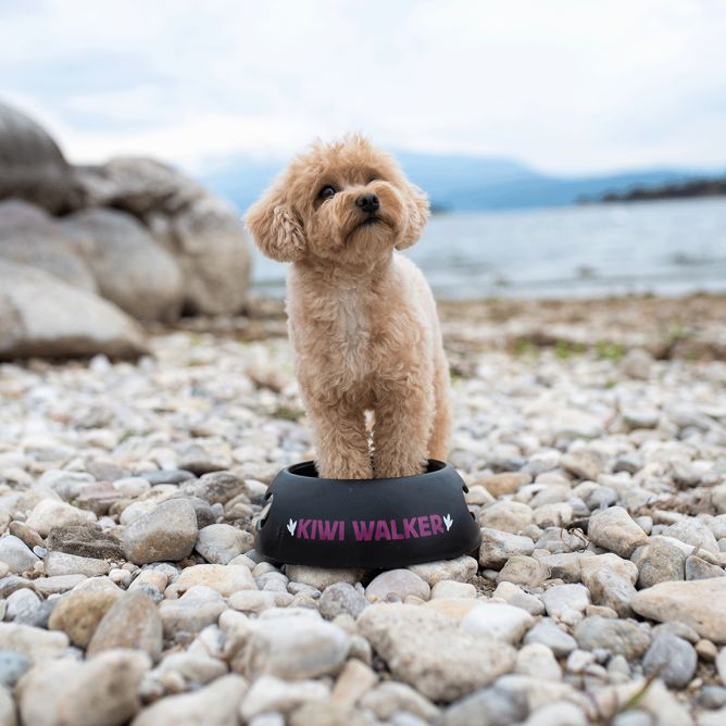 Kiwi Walker bļoda, melna ar zaļu, M