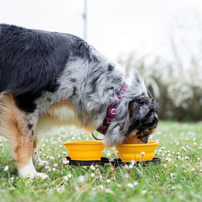 Kiwi Walker dubultā ceļojuma bļoda, Oranža