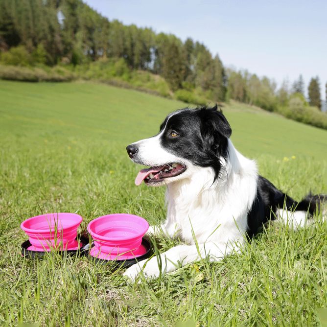Kiwi Walker dubultā ceļojumu bļoda, rozā
