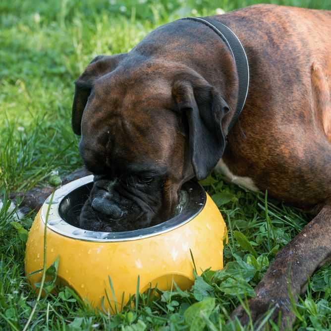 Kiwi Walker Siera bļoda, oranža, M