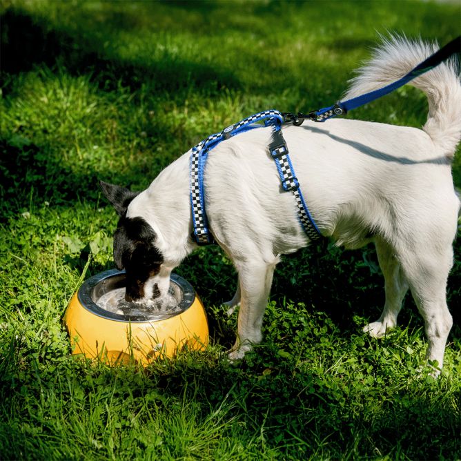 Kiwi Walker Siera bļoda, oranža, M