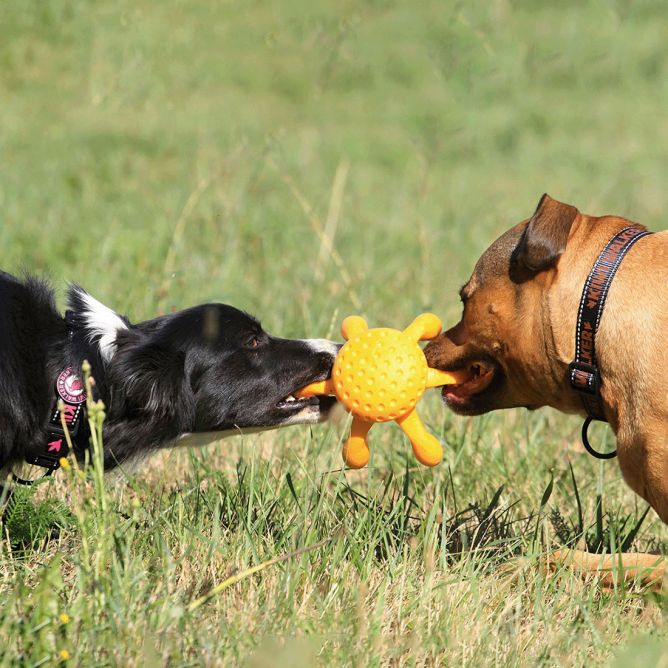 Kiwi Walker TPG rotaļlieta ASTOŅKĀJIS, MAXI- oranža