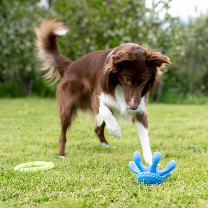 Kiwi Walker TPG rotaļlieta ASTOŅKĀJIS, MAXI- oranža