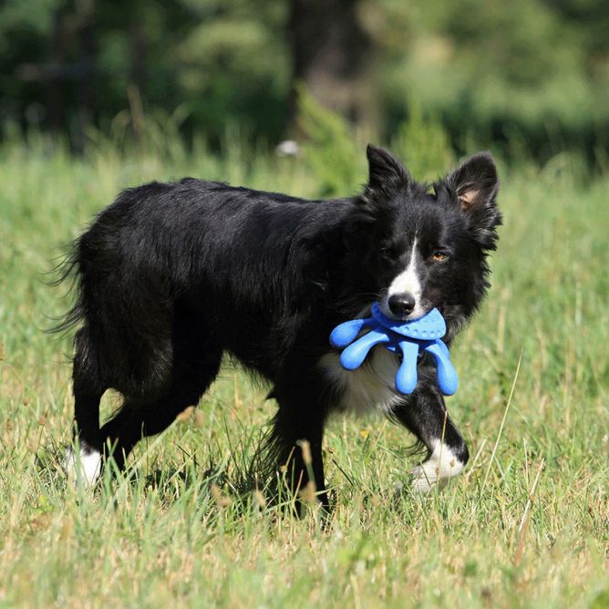 Kiwi Walker TPG rotaļlieta ASTOŅKĀJIS, MINI- zila