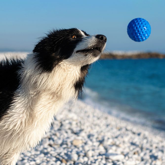 Kiwi Walker TPG rotaļlieta BUMBA, MAXI- zila