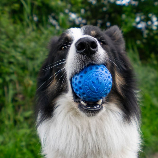Kiwi Walker TPG rotaļlieta BUMBA, MAXI- zila