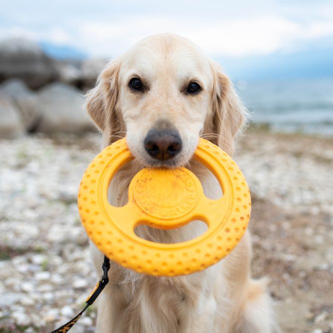 Kiwi Walker TPG rotaļlieta FRISBIJS , MAXI- oranža