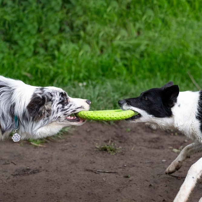 Kiwi Walker TPG rotaļlieta FRISBIJS , MAXI- oranža