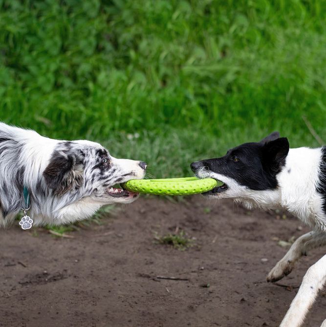Kiwi Walker TPG rotaļlieta FRISBIJS, MAXI- zaļa