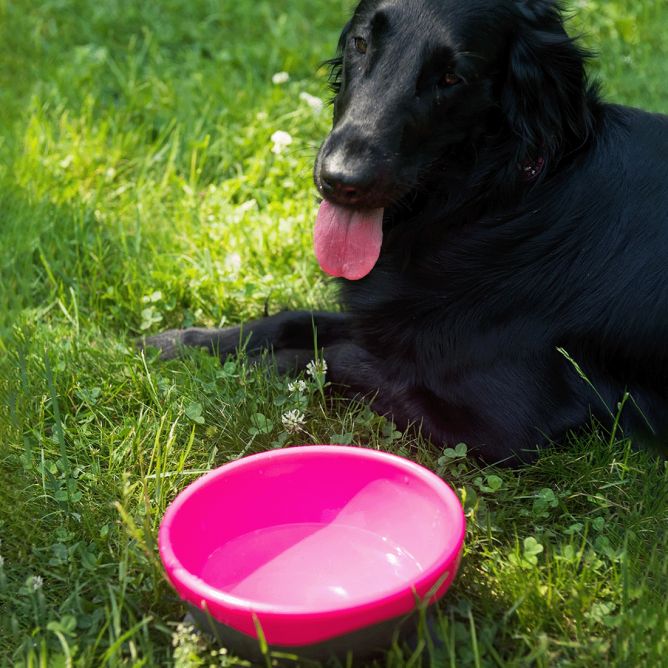 Kiwi Walker UFO bļoda, rozā, M