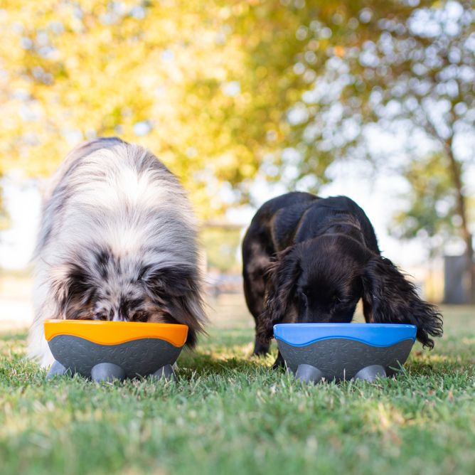 Kiwi Walker UFO bļoda, zila, M