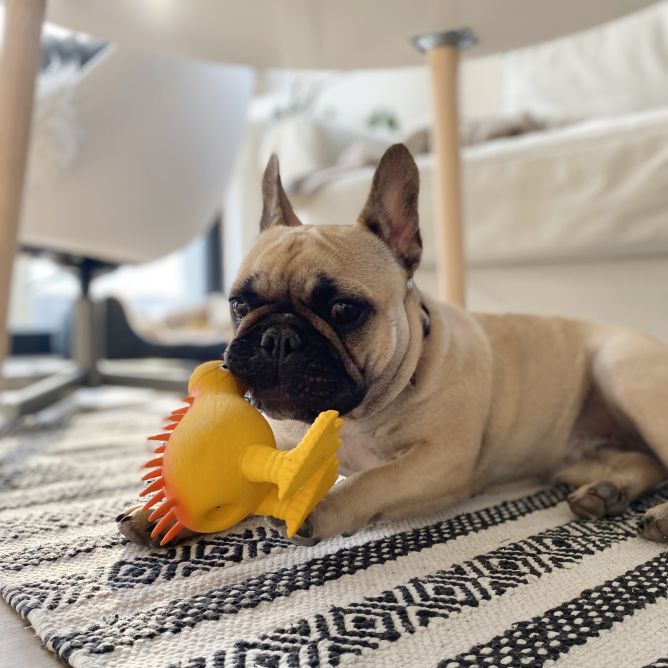 Kiwi Walker WHISTLE lateksa rotaļlieta, L , oranža