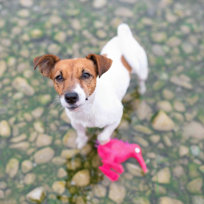 Kiwi Walker WHISTLE lateksa rotaļlieta, S, rozā