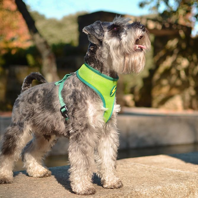 Mīkstie NeoMesh muguras iemaukti suņiem AVOCADO, S