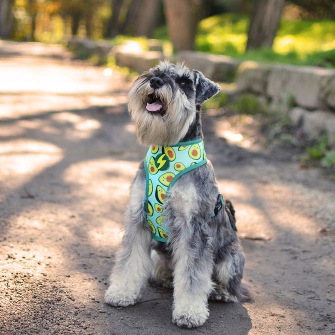 Mīkstie NeoMesh muguras iemaukti suņiem AVOCADO, XL