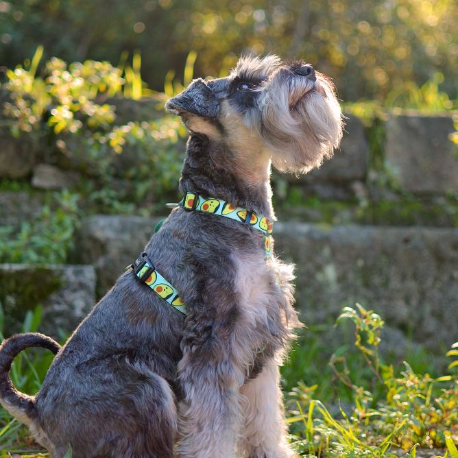 Muguras iemaukti suniem AVOCADO, L