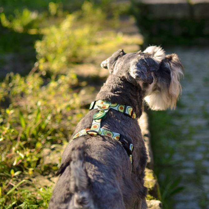 Muguras iemaukti suniem AVOCADO, L