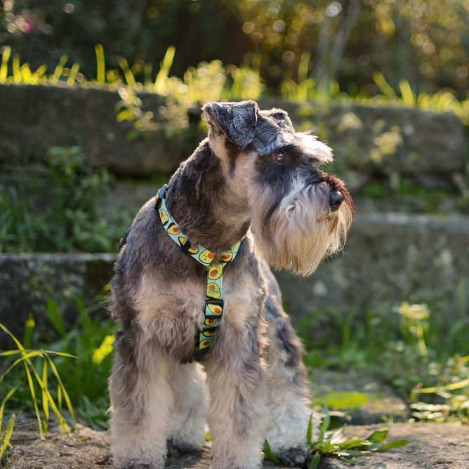 Muguras iemaukti suņiem AVOCADO, S