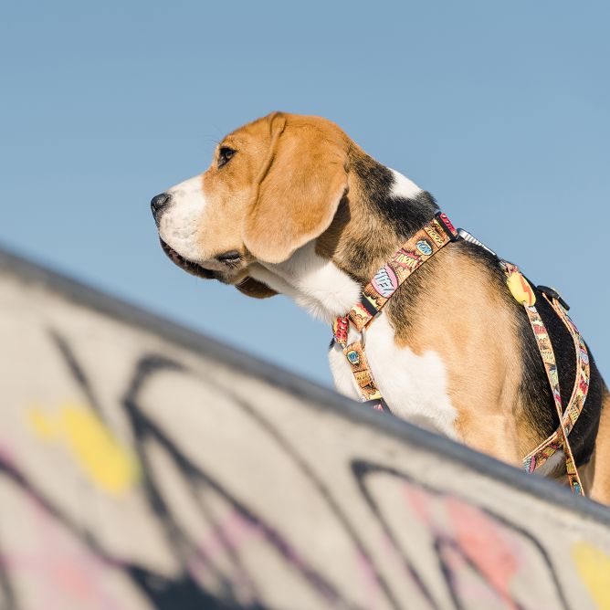 Muguras iemaukti suņiem BOOM, L