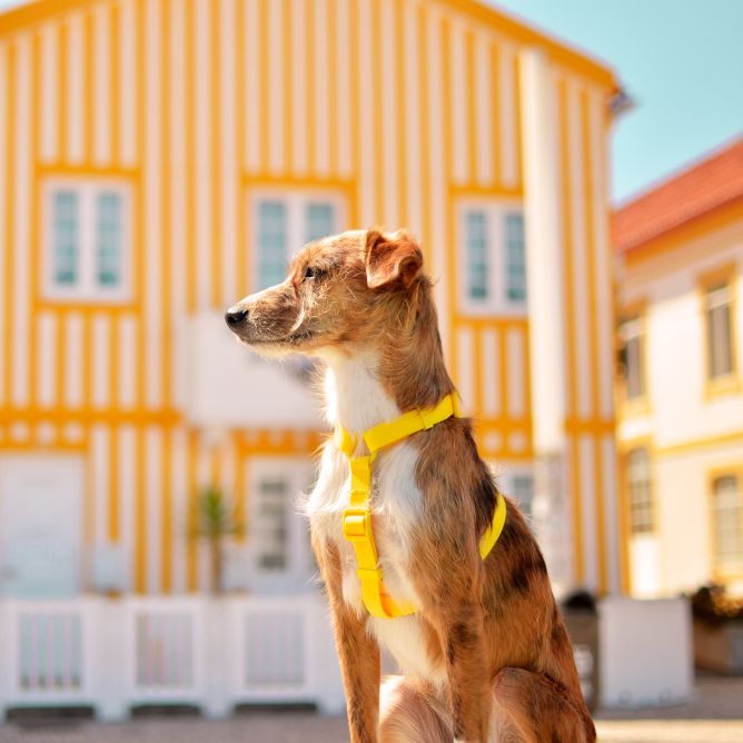 Muguras iemaukti suņiem COLORFLEX, dzelteni, S