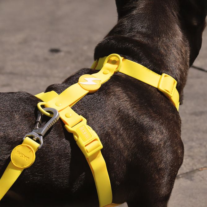 Muguras iemaukti suņiem COLORFLEX, dzelteni, S