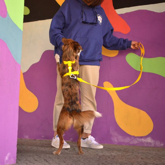 Muguras iemaukti suņiem COLORFLEX, dzelteni, S