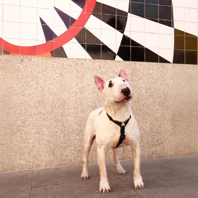 Muguras iemaukti suņiem COLORFLEX, melni, M