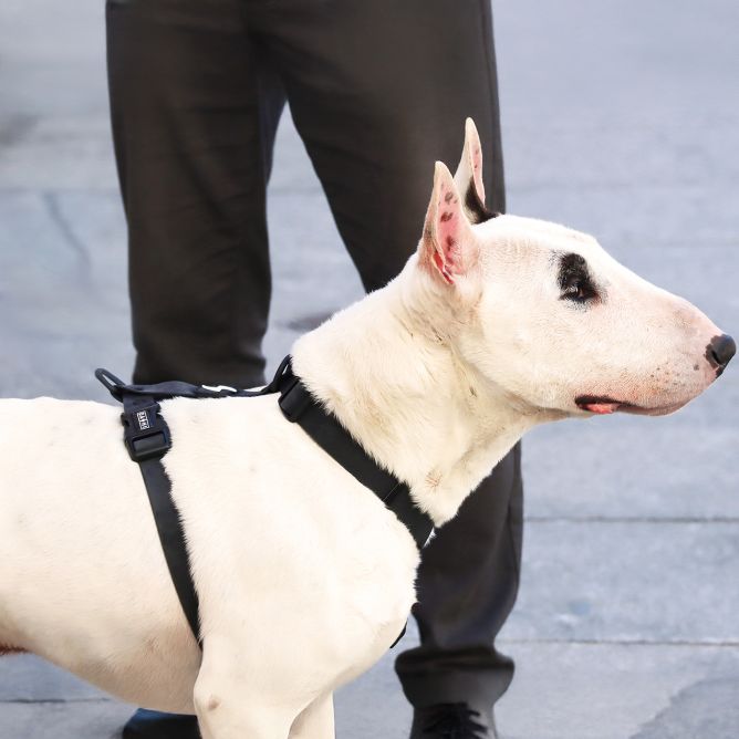 Muguras iemaukti suņiem COLORFLEX, melni, M