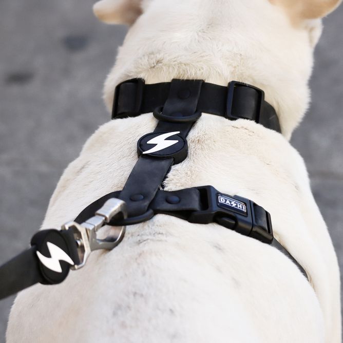 Muguras iemaukti suņiem COLORFLEX, melni, XS