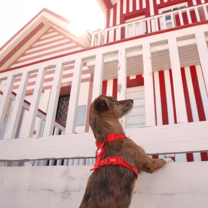 Muguras iemaukti suņiem COLORFLEX, sarkani, L