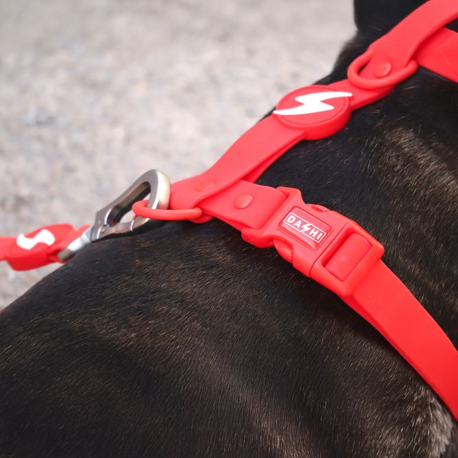 Muguras iemaukti suņiem COLORFLEX, sarkani, L