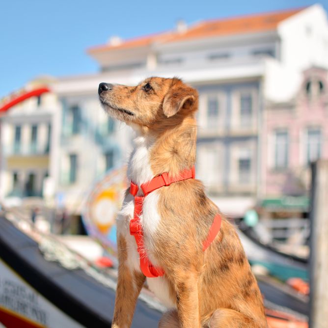 Muguras iemaukti suņiem COLORFLEX, sarkani, S