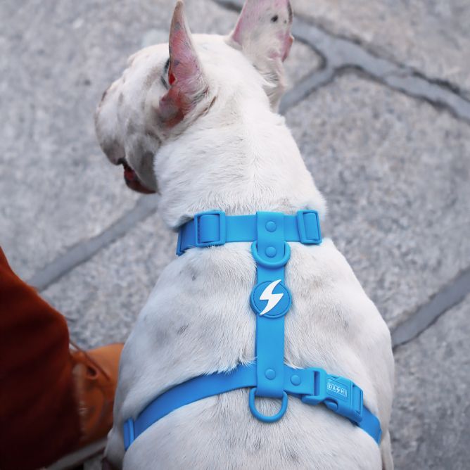 Muguras iemaukti suņiem COLORFLEX, zili, S