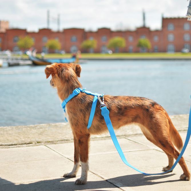 Muguras iemaukti suņiem COLORFLEX, zili, S