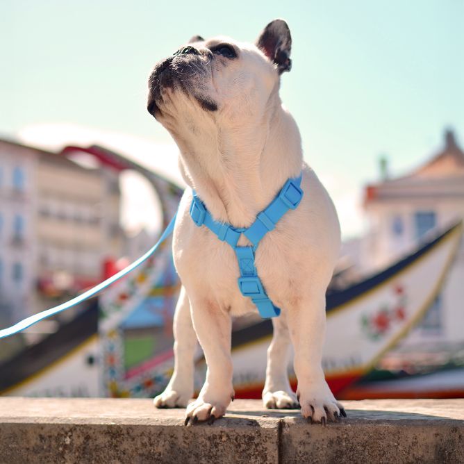 Muguras iemaukti suņiem COLORFLEX, zili, S