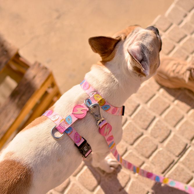 Muguras iemaukti suņiem DONUT, S
