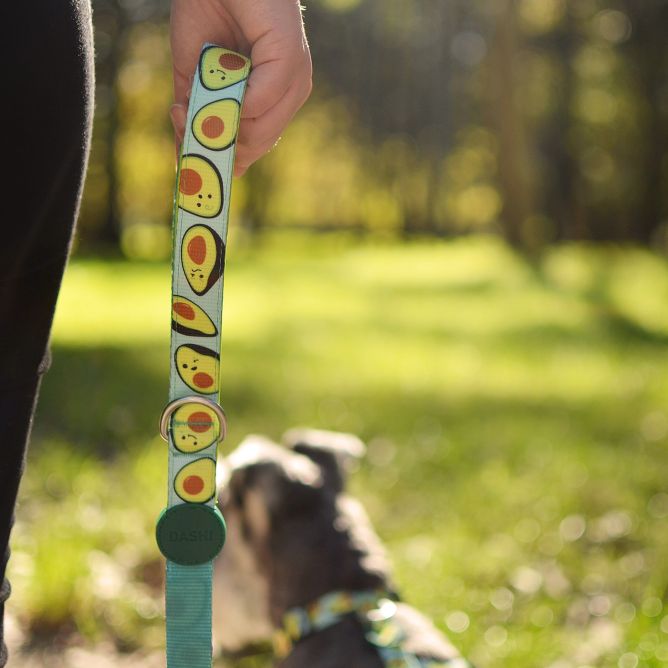 Pavada suņiem AVOCADO, L