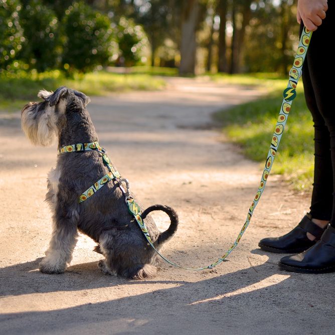 Pavada suņiem AVOCADO, L